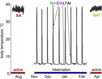 Dynamic RNA Regulation in the Brain Underlies Physiological Plasticity in a Hibernating Mammal